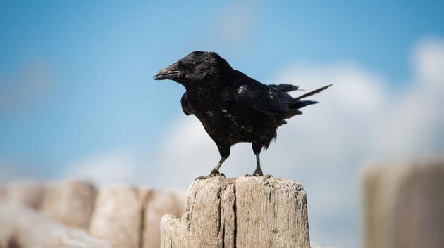 科学家认为，乌鸦会对死去的乌鸦表现出“危险反应”。