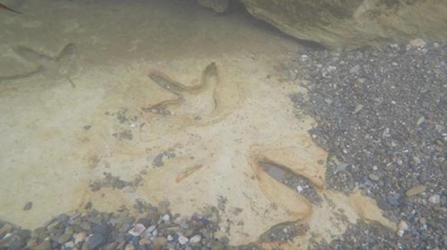 新西兰南岛克耶伯恩河发现灭绝恐鸟足迹，这是长宽各0.3米的3趾脚印。