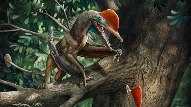 一种新发现的翼龙可能使用其能对握的爪子攀爬树枝和获取食物