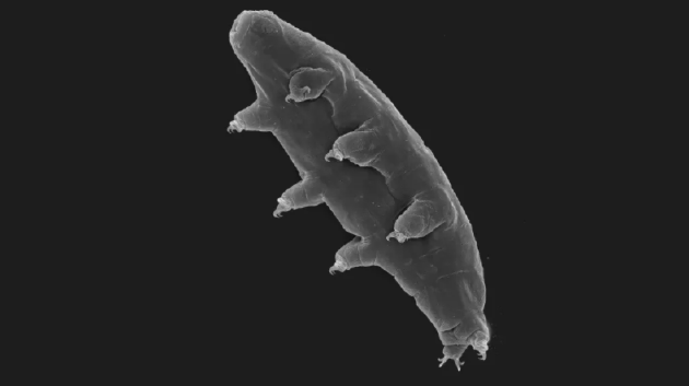 缓步生物可以通过被蜗牛吞入腹中实现远程旅行,它们在蜗牛肠道中逗留两天最终从肛门排出体外,伴随着一团粪便离开蜗牛,然后在新的区域繁衍生息。