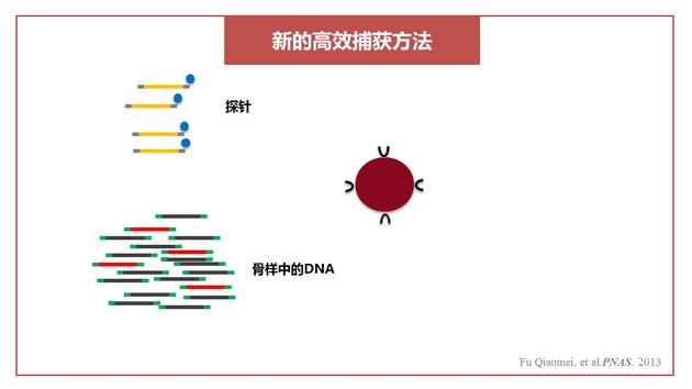 高效捕捉DNA