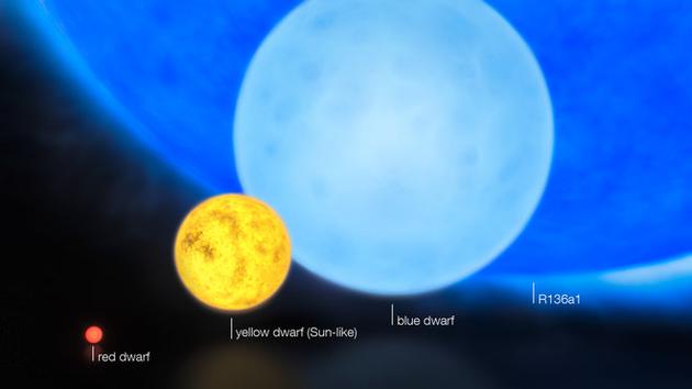这张想象图展示了年轻恒星的相对大小，最小的是红矮星，质量约为0.1太阳质量；然后是黄矮星，即太阳所属的GV恒星；接着是质量在8太阳质量以上的蓝矮星；最后是具有约300太阳质量的R136a1。