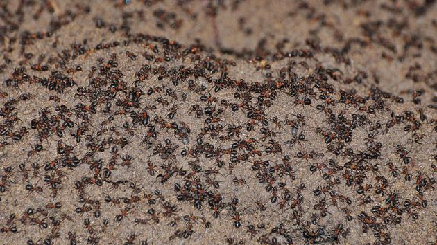 漆黑的地堡里没有任何食物，2016年，科学家推测这些不幸的蚂蚁是依靠同类相食而存活下来。