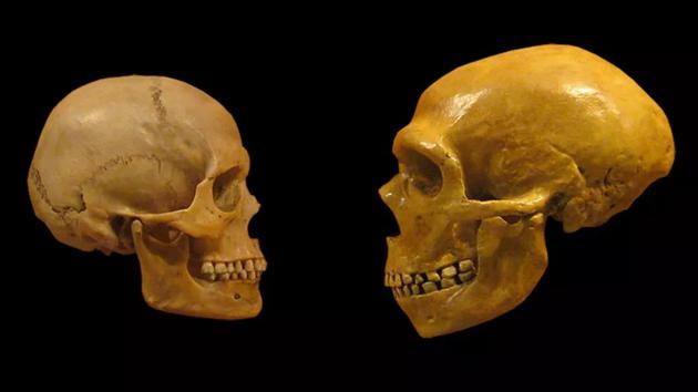 现代人（左）与尼安德特人（右）的头骨对比。（图片来源：Dr Mike Baxter/wikimedia） 