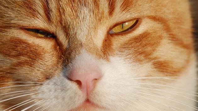 缓慢眨眼是猫咪表达爱意的一种方式