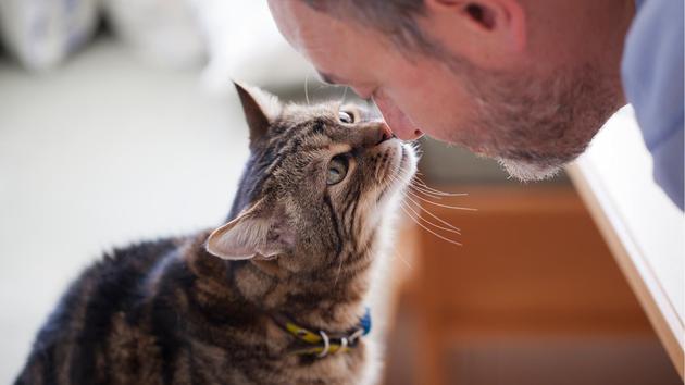 如果猫在生命初期与人类有积极的接触，那它们就更有可能与我们建立情感联系
