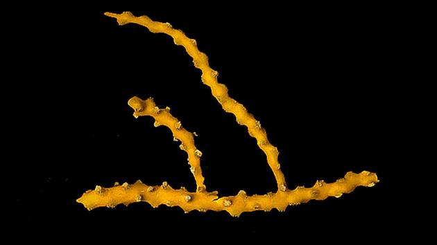 加州海域发现一种美丽的黄色珊瑚，它被命名为Chromoplexura cordellbankensis。