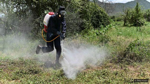 在田中喷洒杀虫剂可以有效抗击蝗虫，但受新冠肺炎疫情影响，很难获得化学药剂供应。
