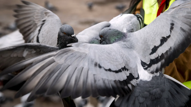 鸽子可以学会将食物与某些行为联系起来，而人工智能会表现出类似的耦联行为