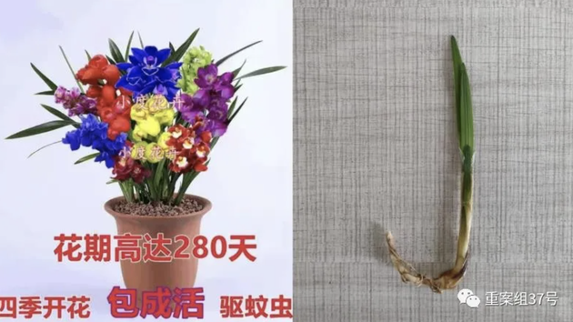 ▲一位网店店主“自创”的新品种花卉，实际发给买家的是一种绿化用草。新京报记者 韩福涛 摄