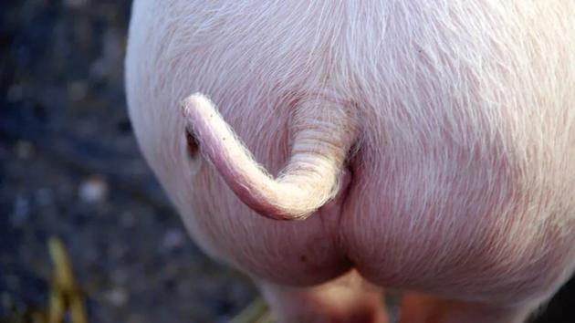 猪可以用屁股呼吸，人也可以吗？