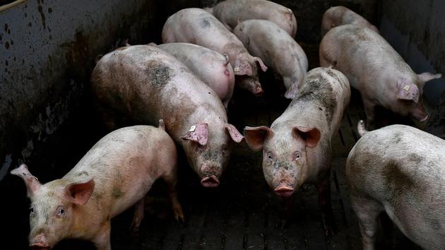 现代养猪场的规模让科学家们担忧，因为它让传染病更容易扩散