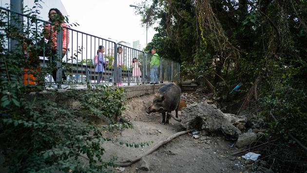 由于在城市里能找到充足的食物和住所，野猪在城市里繁衍生息（图片来源：Anthony Wallace/Getty Images）