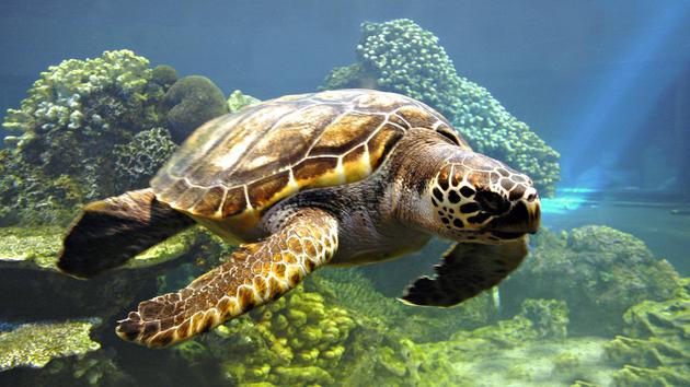 海洋生物也会淹死吗？