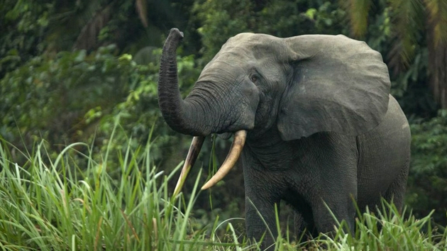 非洲森林象对碳捕捉所做的贡献价值高达百万美元。