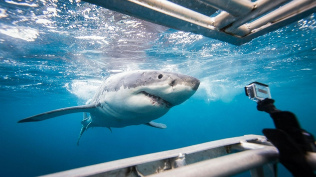 鲨鱼对旅游业的经济价值约为数亿美元。