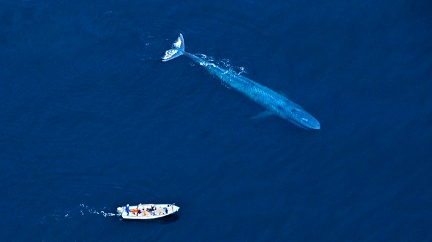 如果有船只对蓝鲸造成了伤害，是否应处以与蓝鲸生态系统服务价值同等的罚款？