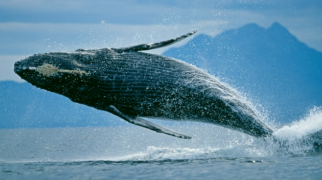 鲸鱼歌声录音首次表明，鲸鱼低吟是由独特的重复音调组成。