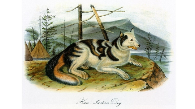 曾由加拿大北部居民豢养的Hare Indian犬与来自西方的犬种杂交后逐渐灭绝。