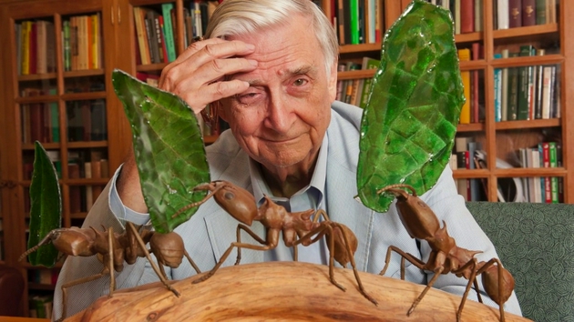科学探索|博物学家德华·威尔逊：蚂蚁社会的故事
