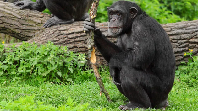 黑猩猩是世界上最擅长使用工具的物种之一。