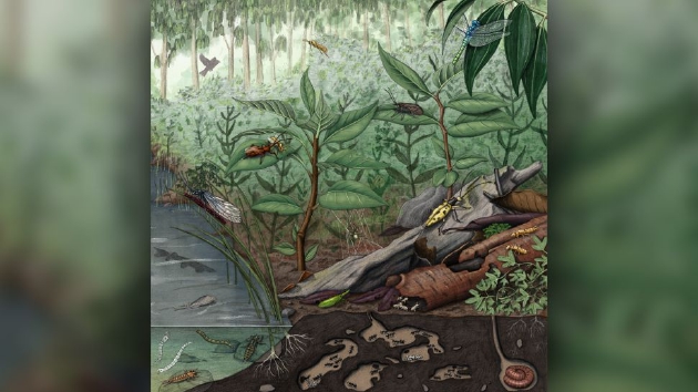 数百万年前，这里是一个郁郁葱葱的雨林生态系统，是各种动植物物种的家园。（图片来源：Alex Boermsa）