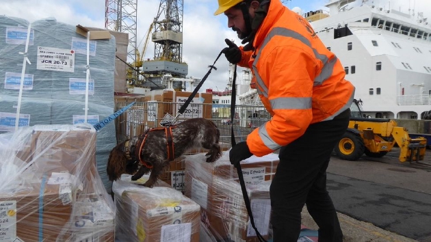 英国南极调查所利用嗅探犬寻找科考船上的老鼠。