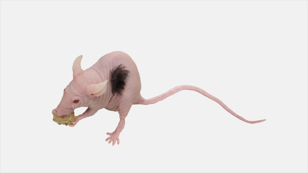 在移植了人类毛囊干细胞后，小鼠身上长出了一簇人类的头发
