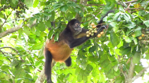 巴拿马收集到黑手蛛猴（Ateles geoffroyi）啃咬丢弃的水果，结果发现水果中的酒精浓度通常在1-2%之间，这些酒精是水果中酵母菌自然发酵的副产物，酵母菌存在于成熟的水果之中，以吞食水果中的糖为食