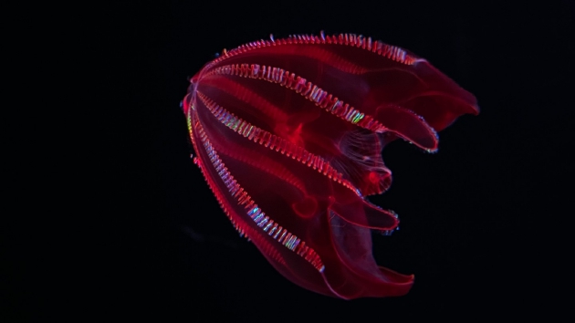 血腹栉水母（Lampocteis）不是真正的水母，而是一种深海栉水母。