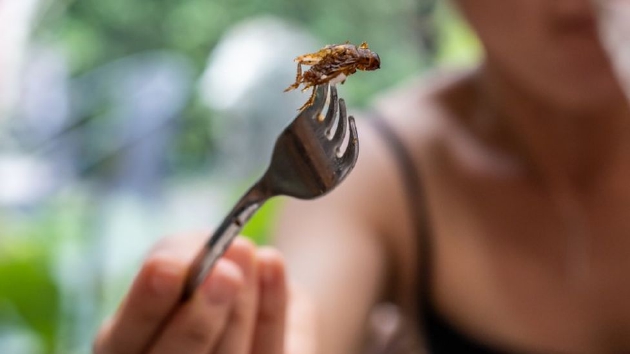 多食用实验室培育的肉类和昆虫！对健康和环境都有利