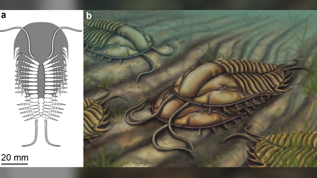 科学探索|科学家发现史前三叶虫的“交配证据”