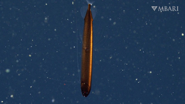 科学探索|美国海洋深处发现青铜色鳞片的神秘“龙鱼”