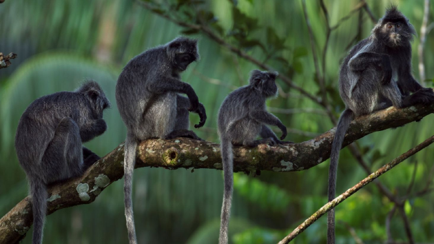 婆罗洲发现神秘“杂交猴子”，能够哺育后代(图3)