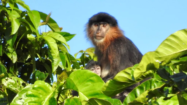 婆罗洲发现神秘“杂交猴子”，能够哺育后代(图1)