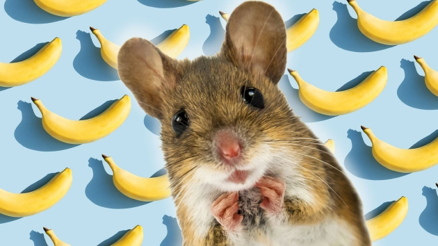 公鼠怕香蕉 原因竟是母鼠护子心切(图1)