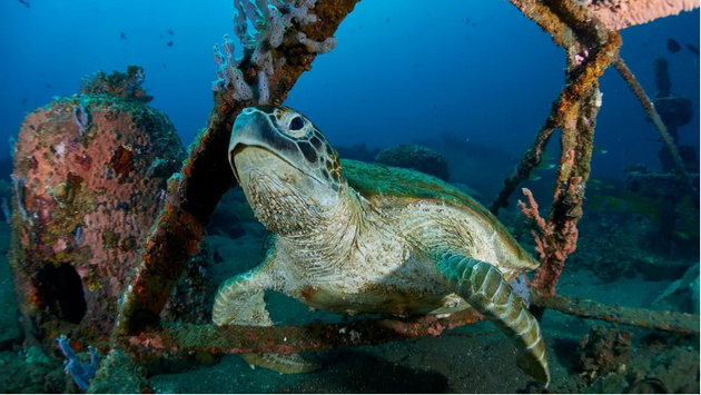 数十年的捕捞和环境污染已经破坏了海龟的栖息环境