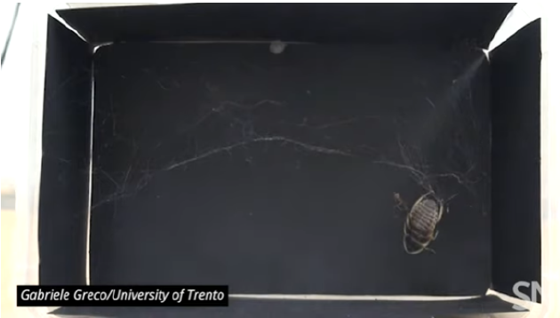 在设置于实验室的盒子里，一只蜘蛛试图捕捉一只比自己大得多的蟑螂。它将一根又一根蛛丝站到挣扎的蟑螂身上，直到蛛丝能支撑住蟑螂的全部重量。之后，蛛丝在不断增加的同时，长度也越来越短，从而把重量多达蜘蛛本身50倍的猎物拖向蛛网的主体部分。