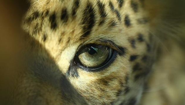 出逃的第三只豹子去哪了 杭州民间搜救队寻豹记 手机新浪网