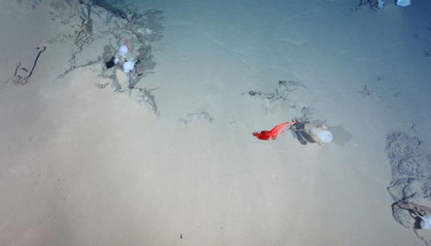 5、图中的玻璃海绵和虾类不依赖于火山口，而是在寒冷的深处茁壮成长，研究人员还不确定这些是什么物种。