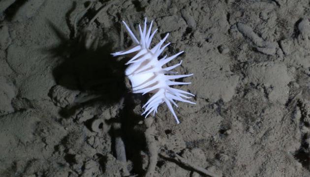 6、这张照片显示的是生活在海底深处的海葵，它们生活在海面之下3500米。