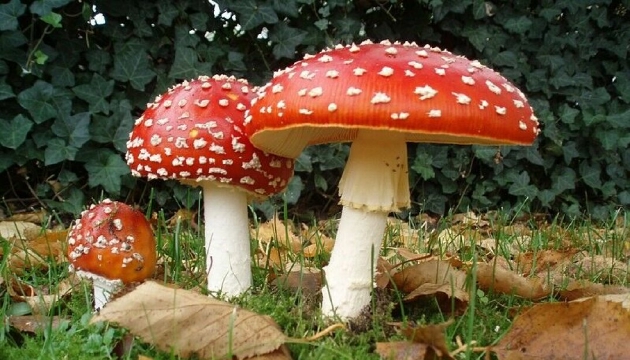 毒蝇伞（Amanita muscaria），又称毒蝇鹅膏菌。这种具有白点的红色蘑菇因其毒性而闻名，而这种毒性来自于毒蕈碱分子。