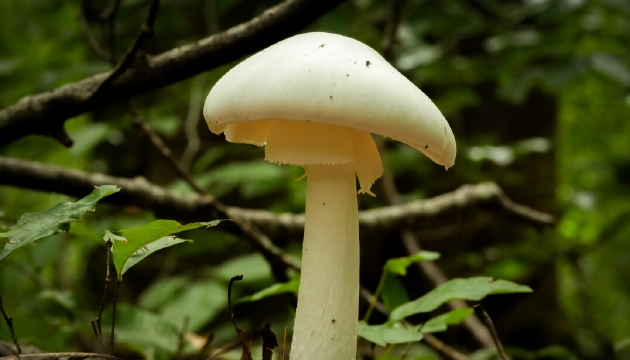“毁灭天使”蘑菇——在欧洲指鳞柄白鹅膏——具有白色和光滑的表面，看起来并不危险，甚至有点像可食用的蘑菇。然而，与毒鹅膏相似，这种蘑菇具有致命的毒伞肽。