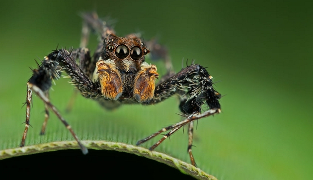 图2：在跳蛛中，最娴熟的猎人是孔蛛。众所周知，像孔蛛这类蜘蛛，会在攻击其他蜘蛛前筹谋划策，包括迂回路线和针对猎物量身定制的策略。