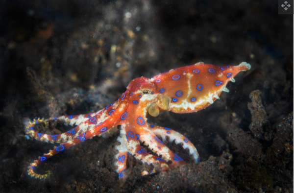蓝环章鱼是一种在潮汐池和珊瑚礁中常见的剧毒物种
