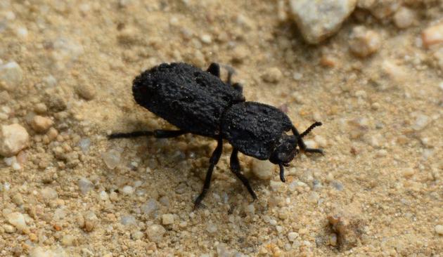 这种不到2厘米长的甲虫即使被汽车碾过两次也能存活下来，被称为“恶魔铁锭甲虫”