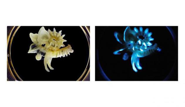 多毛类动物鳞沙蚕的黏液能在体外发光，因此不会浪掷生物体的能量