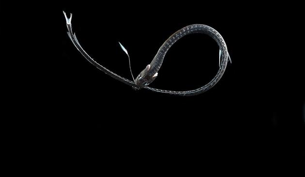 穴口奇棘鱼（Idiacanthus antrostomus）亦然一种超黑的深海鱼类，其接收后光的才略在盘问中的位列第二