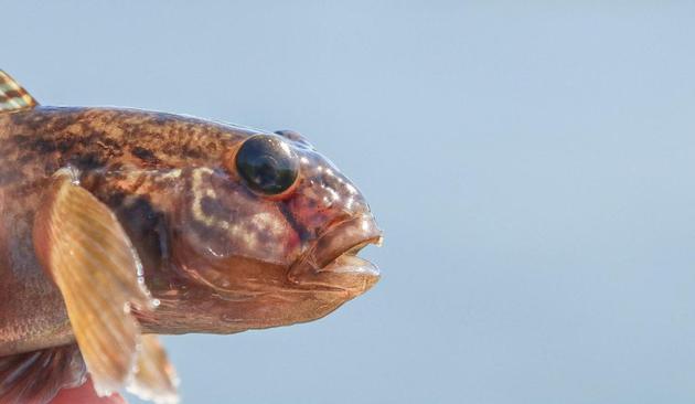 黑口新虾虎鱼（Neogobius melanostomus）频繁栖息在岩石上，其鱼鳍“像灵长类动物的手指同样灵敏”