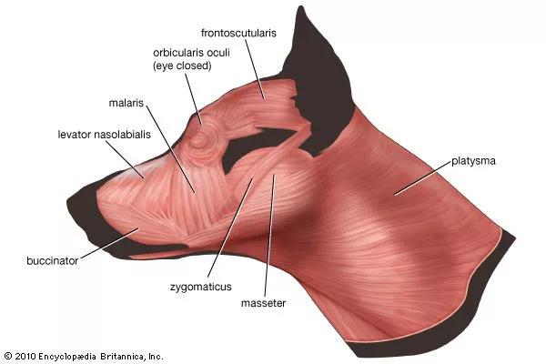 犬科动物肌肉结构图图片